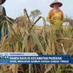 Panen Raya di Kecamatan Pasekan