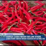 Harga Cabai Masih Belum Stabil