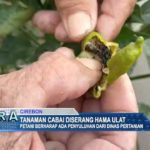 Tanaman Cabai Diserang Hama Ulat