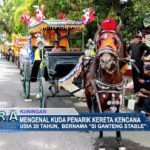 Mengenal Kuda Penarik Kereta Kencana