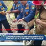 Ular Sanca Sepanjang 5 Meter Gegerkan Warga