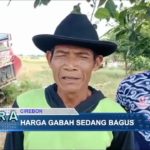 Harga Gabah Sedang Bagus