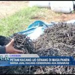 Petani Kacang Ijo Senang di Masa Panen