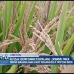 Ratusan Hektar Sawah di Bayalangu Lor Gagal Panen