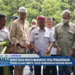 Bupati Buka Wisata Mangrove Desa Pengarengan