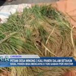 Petani Desa Winong 3 Kali Panen Dalam Setahun