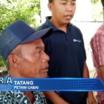 Harga Cabai Rawit Merah di Tingkat Petani Rendah