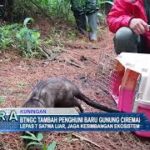 BTNGC Tambah Penghuni Baru Gunung Ciremai