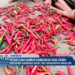 Petani Cabai Hambur-Hamburkan Hasil Panen