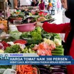 Harga Tomat Naik 300%