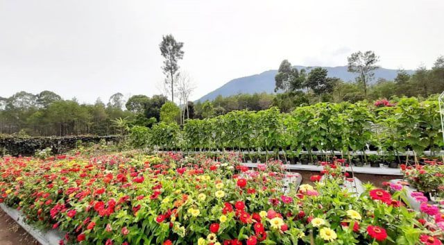 saung gunung bee park