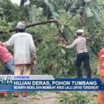 Hujan Deras, Pohon Tumbang