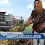 Pengembangan Varietas Padi UFA 2 Berhasil