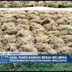 Hasil Panen Bawang Merah Melimpah