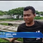 Dampak Cuaca Tak Menentu, Produsen Ikan Asin Keluhkan Kualitas