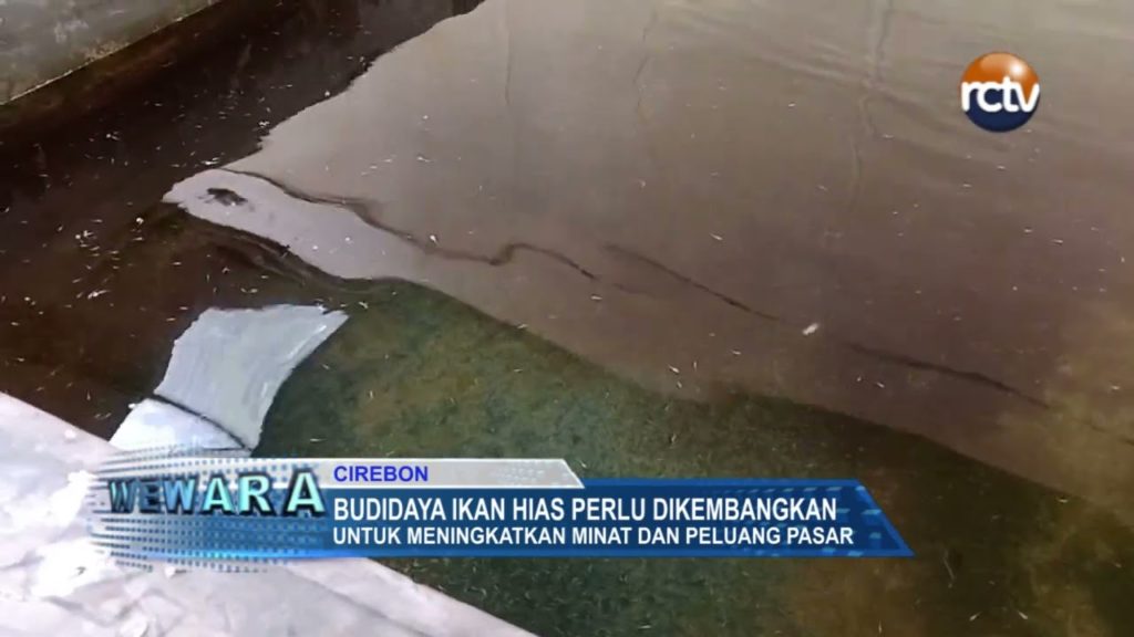 Budidaya Ikan Hias Perlu Dikembangkan