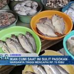 Ikan Cumi Saat Ini Sulit Pasokan