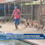 Peternak Bebek Keluhkan Harga Pakan Mahal