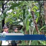 Geger Buah Pisang Tumbuh di Batang Pohon