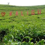 Kebun Teh Kaligua, Hamparan Hijau Tanaman Teh dengan latar Gunung Slamet