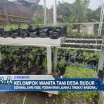 Kelompok Wanita Tani Desa Budur