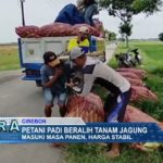 Petani Padi Beralih Menanam Jagung