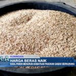 Harga Beras Naik