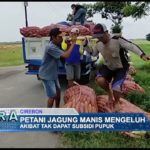 Petani Jagung Manis Mengeluh