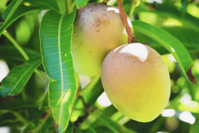 Mangga manis dan lezat