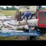 Panen Perdana Di Kawasan Lumbung Padi 