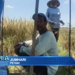 Sawah Rubuh Jelang Panen