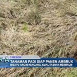 Tanaman Padi Siap Panen Ambruk