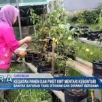 Kegiatan Panen Dan Piket KWT Mentari Kebonturi