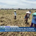 Petani Di Desa Serang Mulai Panen