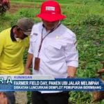 Farmer Field Day, Panen Ubi Jalar Melimpah