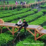 Eid holidays nih !!Ajak keluarga mu liburan kebun the purwodadi..Sekarang