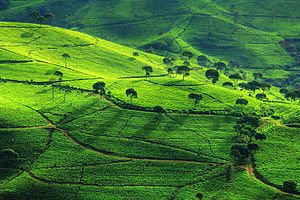 Foto;wikipedia.com/perkebunantehbandung.