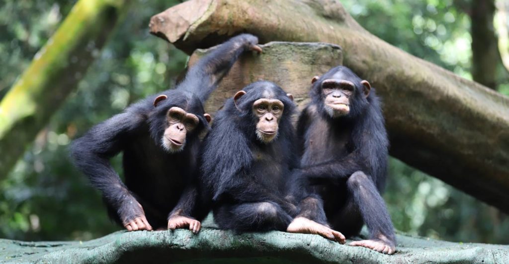 Taman Safari Bogor