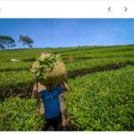 Hamparan kebun teh yang Menenangkan…Yuk Ka Garut,Subang Jawa barat.