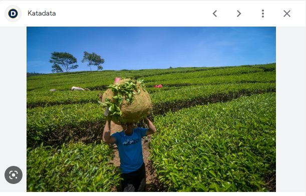 Hamparan kebun teh yang Menenangkan…Yuk Ka Garut,Subang Jawa barat.