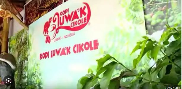 Ini Dia Wisata kopi luwak  Cikole Bandung Untuk Anda.