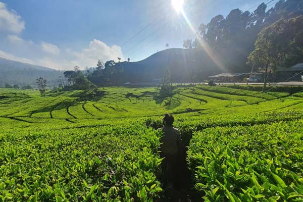 3 Wisata Ciwidey Bandung yang Tidak Boleh Kalian Lewati!