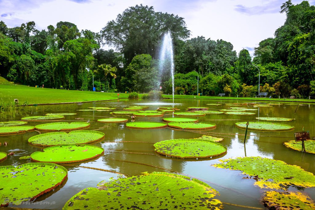 Foto: kebun raya bogor/Wikipedia