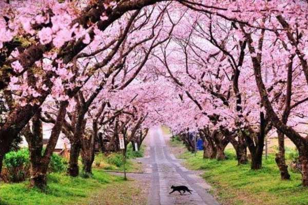 Taman Sakura Kebun Raya Cibodas/Sikidang