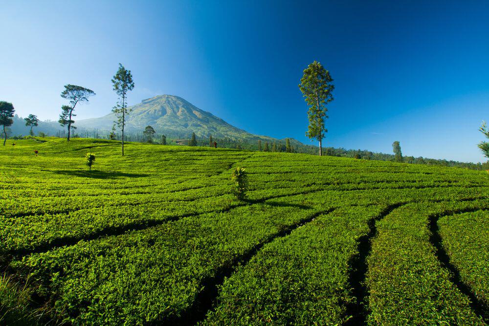 Kebun Teh Tambi/Atourin