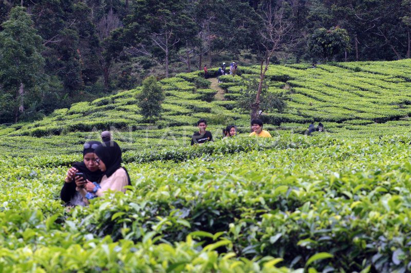 kring kring weekend lagi nih!jalan jalan yuk ke kebun teh bogor