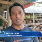 Domba Garut Jadi Primadona Hewan Kurban