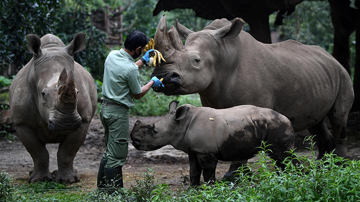 SERU! Melihat Satwa Buas dengan Aman? Yuk Berkunjung ke Taman Safari Bogor!