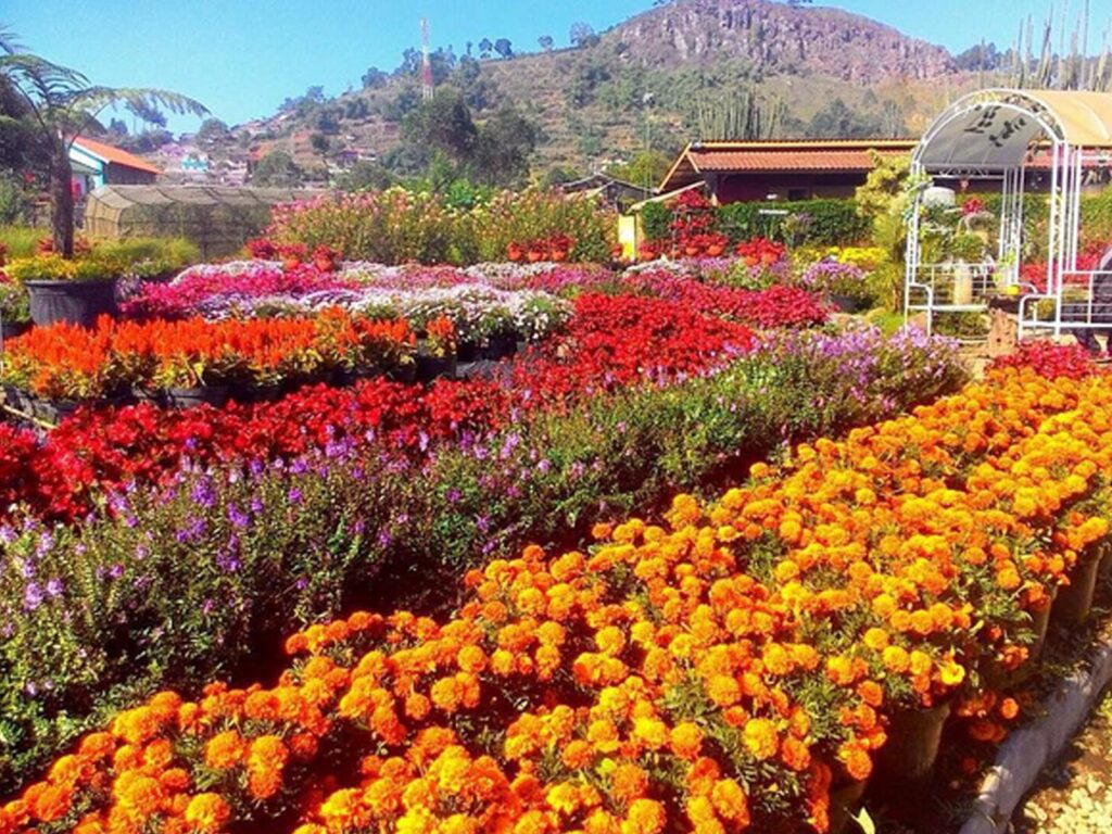 Warna-warni Harum Mewangi, Ini Dia 3 Tempat Wisata Bandung yang Ada Taman Bunga