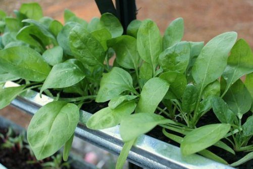 adik adik mari tanam sayur hidroponik ini di rumah yuk bareng ibu,ayah dan kakak biar makin tahu yuk simak artikel ini ya !